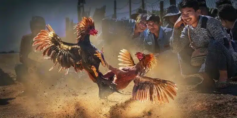 Mẹo đặt dự đoán thi đấu đá gà C2 cực hiệu quả tại 88aa